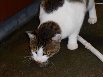 10月1日（23）仮