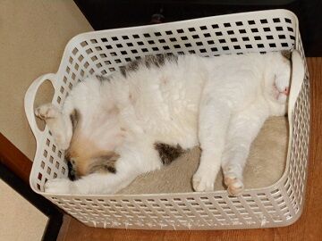 6月29日（52）仮