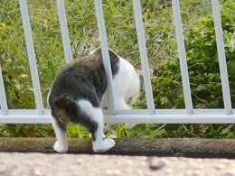 8月27日(17)仮