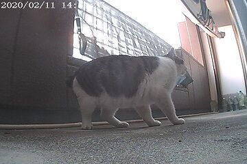 2月11日（36）仮