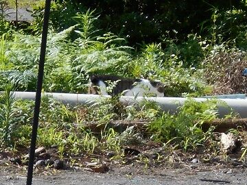 7月10日（24）仮