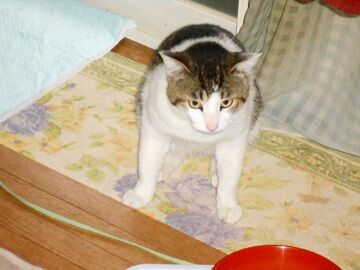 4月29日（16）仮