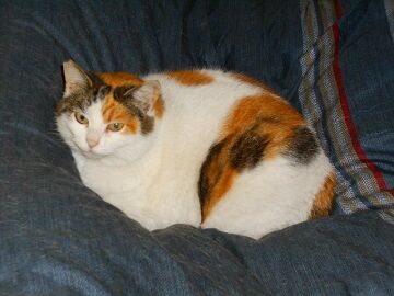 3月17日（11）仮