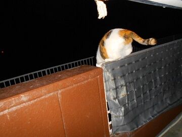 12月31日（32）仮