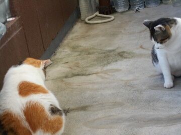 9月30日（6-5）仮