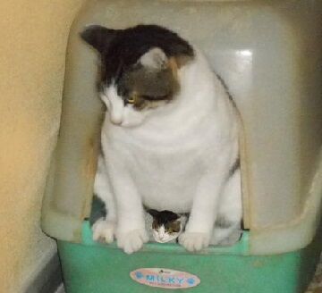 8月30日（33）仮