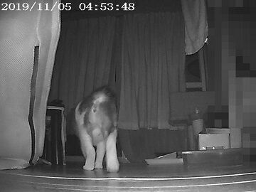 11月5日（19）仮