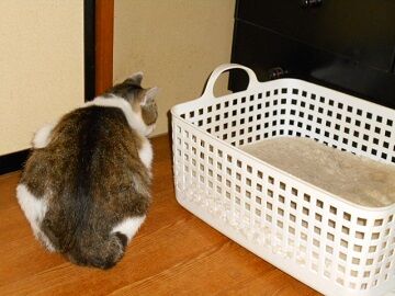 6月10日（13）仮