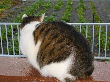 12月29日（18）仮