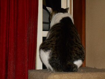 7月26日（66）仮