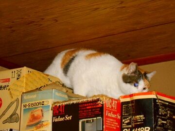 3月19日（29）仮