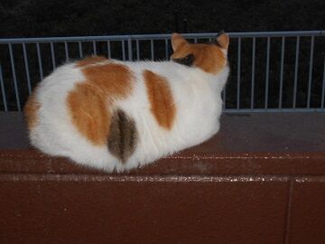 9月16日（5-5）仮