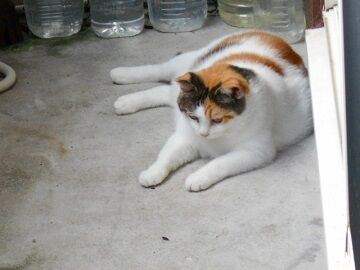 9月11日（7-2）仮