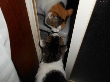 7月23日（46）仮