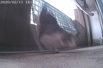 2月11日（47.5）仮