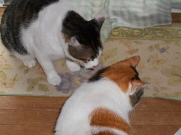 9月13日（8-4）仮