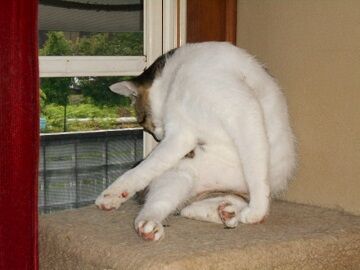 7月14日（37）仮