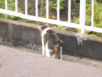 9月11日（14）仮