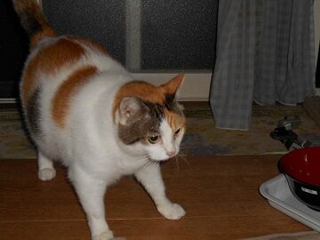 9月27日（5-8）仮