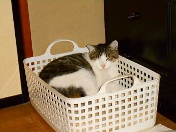 12月17日（16）仮