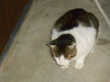 7月7日（24）使用