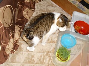 2月4日（16）使用