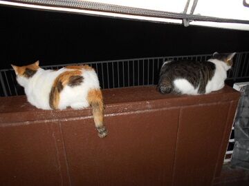 9月12日（0-2）仮