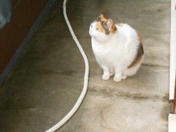 5月21日（16）仮