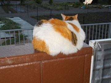 6月13日（66）仮