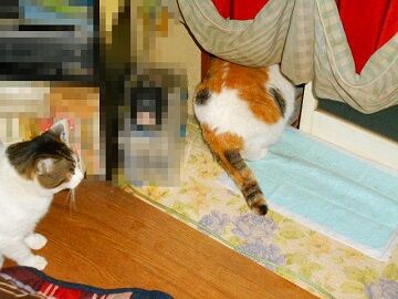 2月16日（33）仮