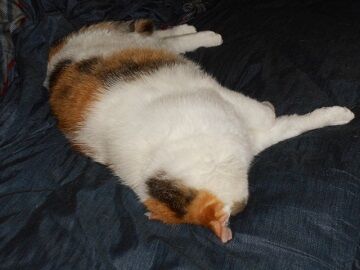 6月27日（17）仮