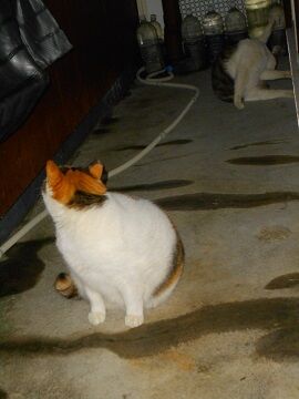 2月16日（36）仮