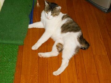 6月24日（36）仮