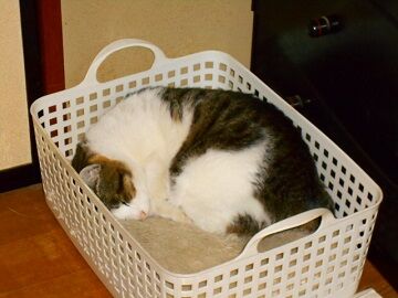 12月28日（1）仮