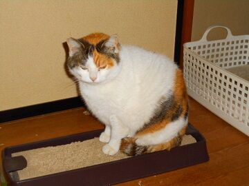 3月24日（33）仮