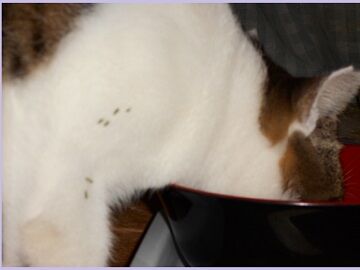 10月5日（52）仮