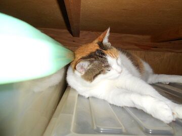 7月30日（13）仮