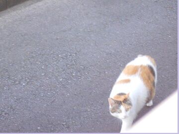 6月25日（31）仮