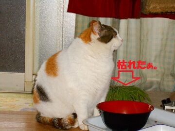 3月27日（15）仮