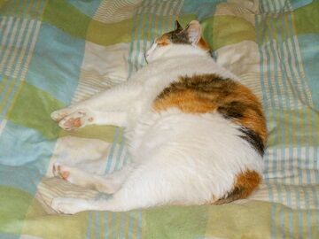 6月16日（40）仮