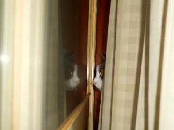 2月16日（55）仮