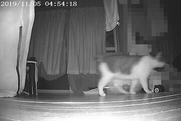 11月5日（20）仮