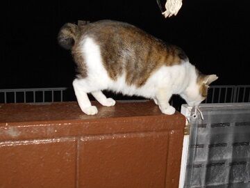 6月14日（63）仮