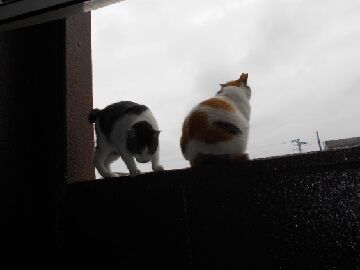 7月30日（40）仮