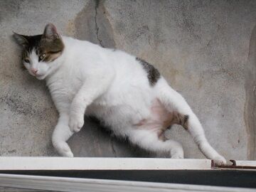 8月17日（11）仮