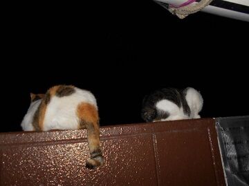 8月25日（42）仮