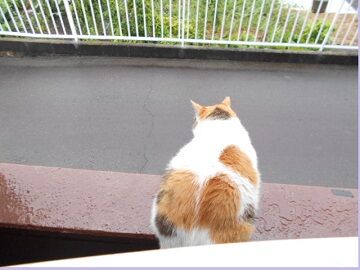 7月14日（26）仮