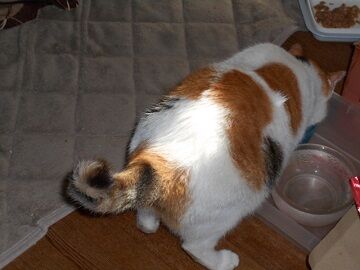 9月6日（8-4）仮