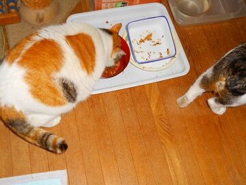 12月12日（27）仮