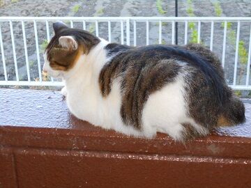 11月1日（51）仮